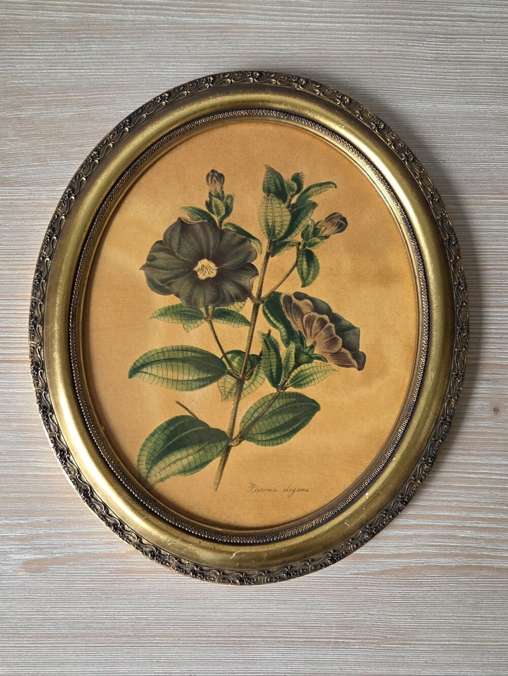 Vintage Mid Century Oval Wood Framed Botanical Print Pleroma Elegans Glory Bush